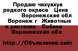 Продаю чихуахуа редкого окраса › Цена ­ 15 000 - Воронежская обл., Воронеж г. Животные и растения » Собаки   . Воронежская обл.